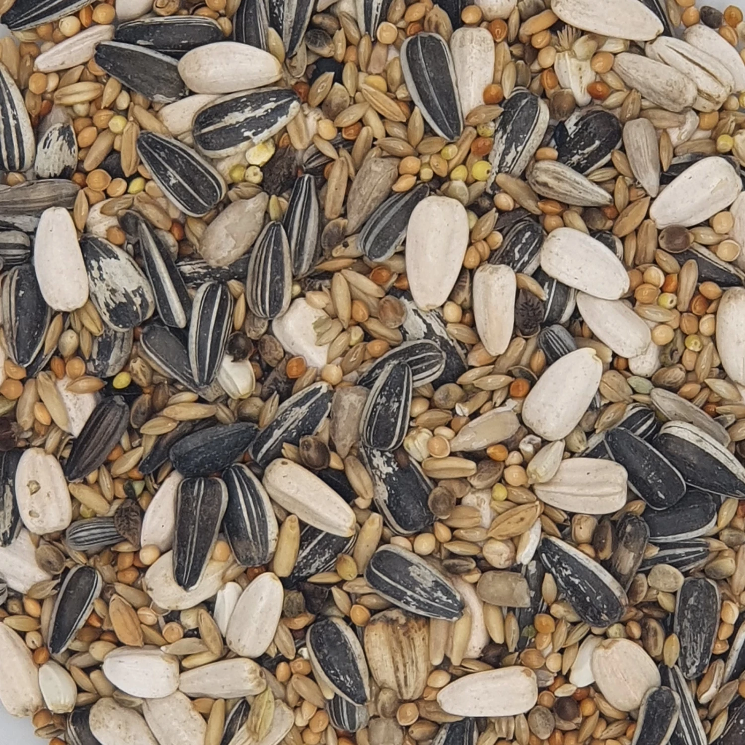 Gladen Großsittich 20kg 3 Gladen Großsittich 20kg