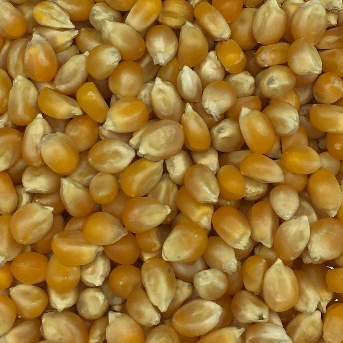 Mais Cribbs, Klein Nr.198 Vanrobaeys 25kg 3 Mais Cribbs, Klein Nr.198 Vanrobaeys 25kg