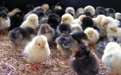 Havens Start-Premium - Kükenkorn 25kg 7 Havens Start-Premium - Kükenkorn 25kg -Zoofach Geschaft kken