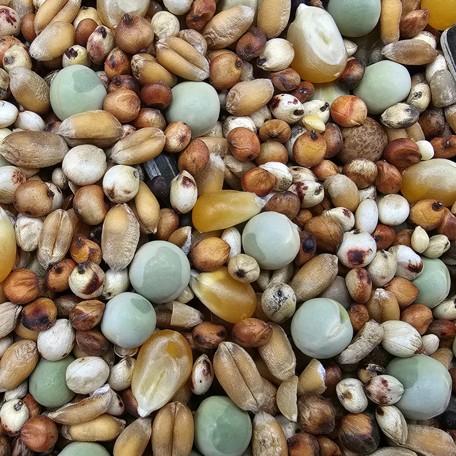 Paloma Nr.49 Super Zucht U. Jungt. Mit Mais 25kg 3 Paloma Nr.49 Super Zucht U. Jungt. Mit Mais 25kg