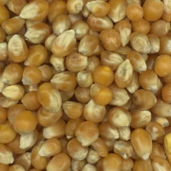 Mais Popcornmais - Spinne 25kg