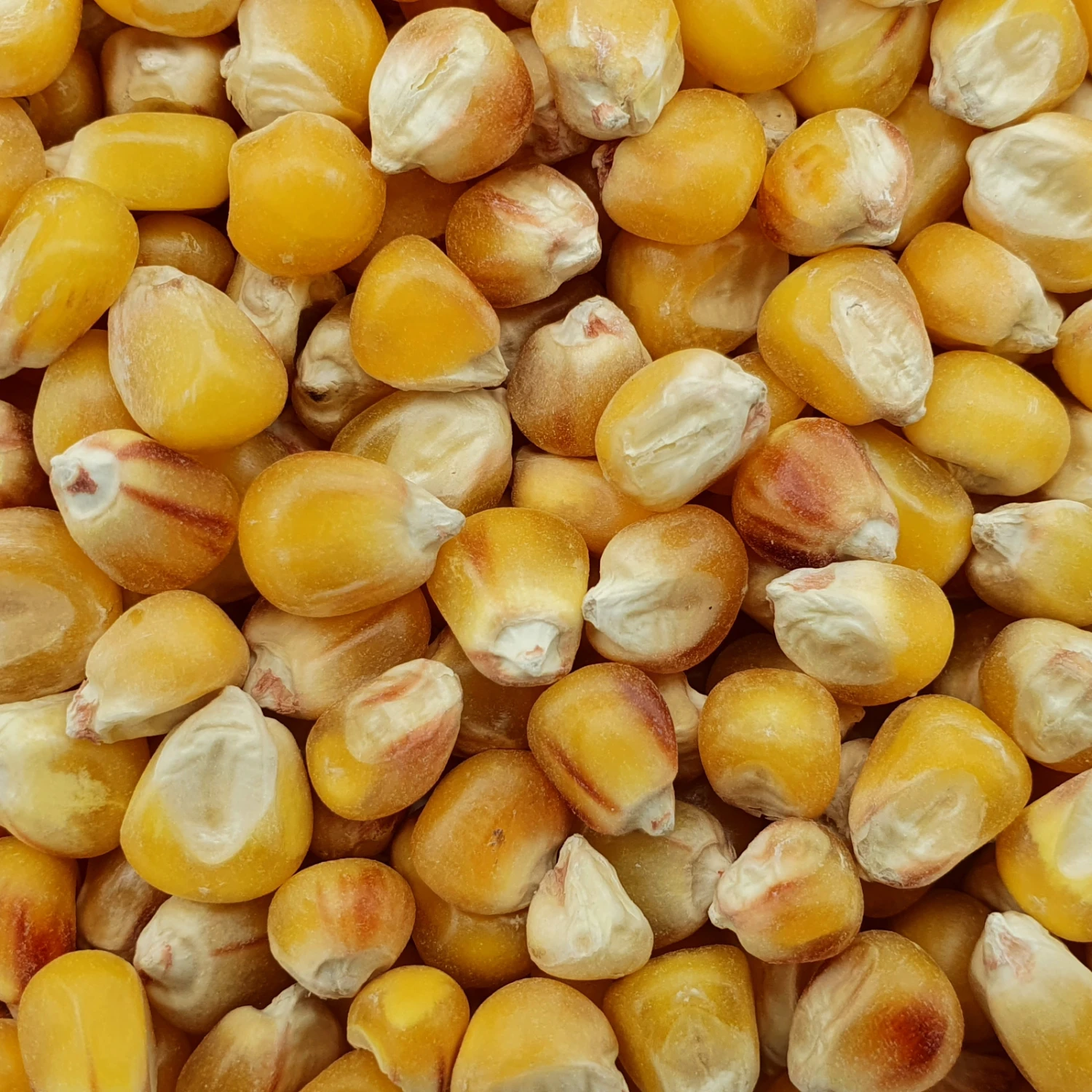 Mais Badischer Landmais - Spinne 25kg 3 Mais Badischer Landmais - Spinne 25kg