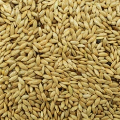 Kanariensaat - Versele 25kg